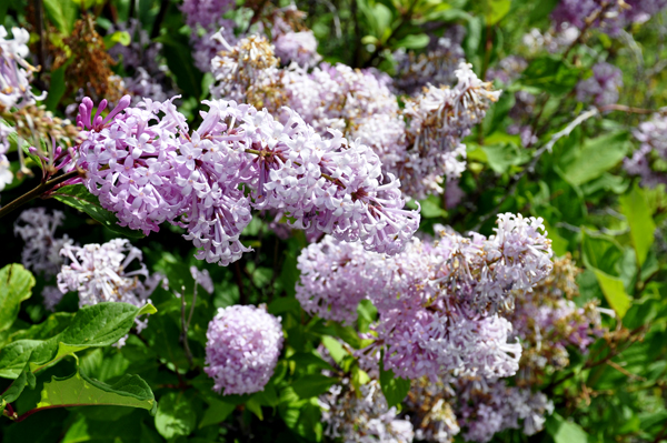 lilacs